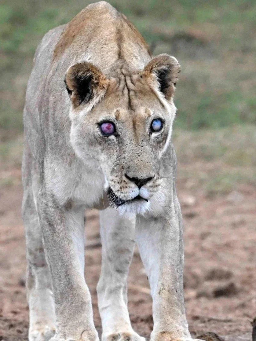 17세에 시력을 잃어버린 늙은 암사자.jpg_2.webp