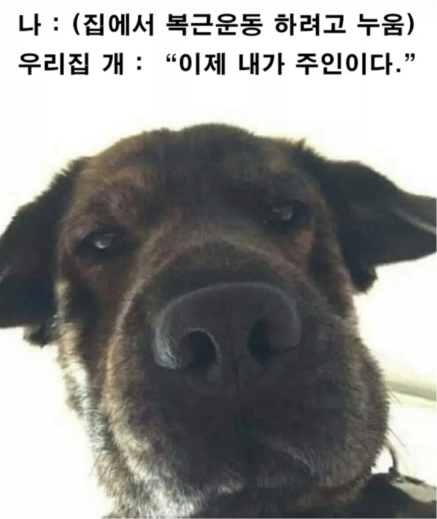 개 키우는 집에서 누우면 생기는 일_1.webp