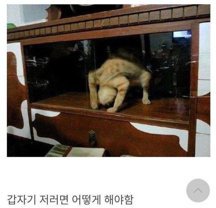고양이 처음 키워보는 사람_1.webp