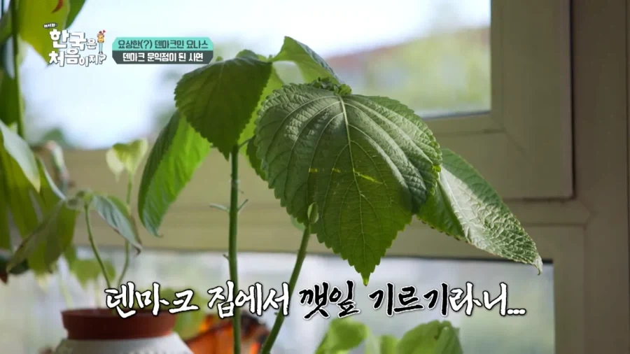 한국 너무좋아 덴마크인_37.webp
