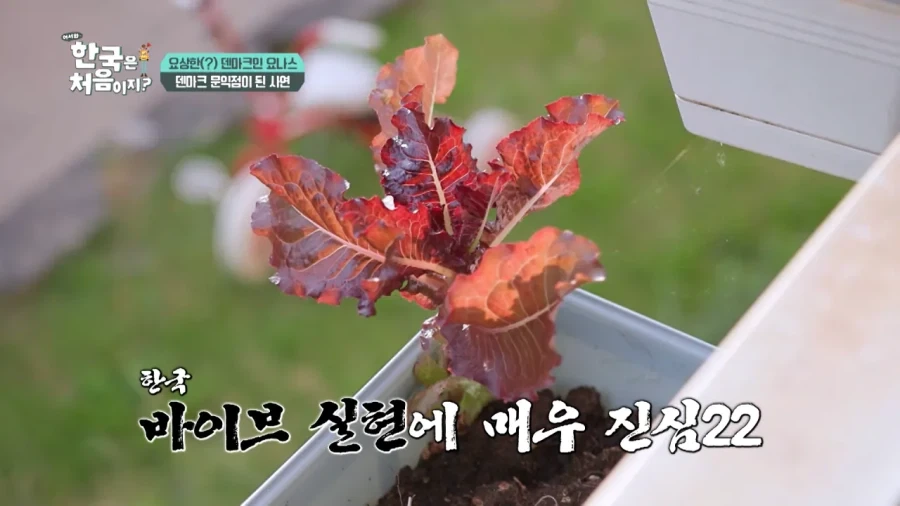 한국 너무좋아 덴마크인_39.webp