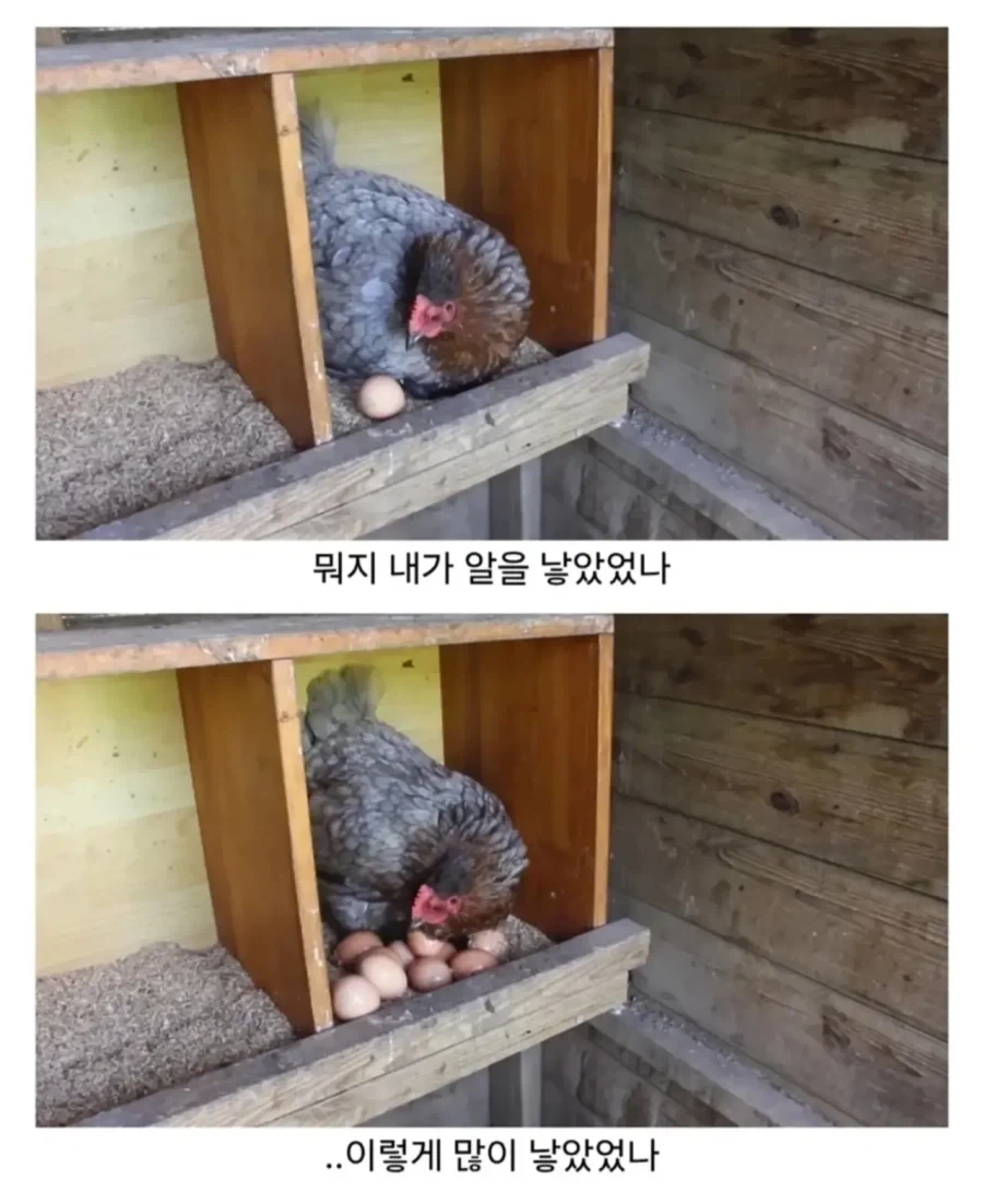 마트에서 사온 유정란을 닭에게 줘보았다_2.webp