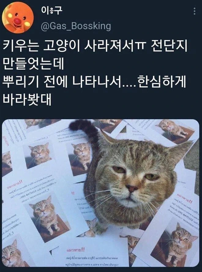 냥성 수준 jpg._1.webp