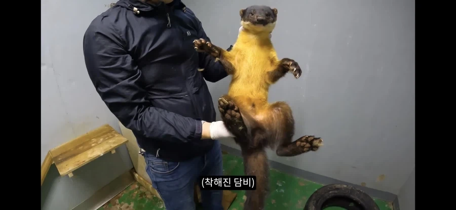담비 특_1.webp