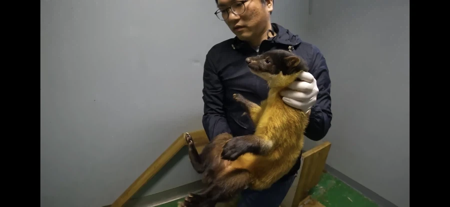 담비 특_2.webp