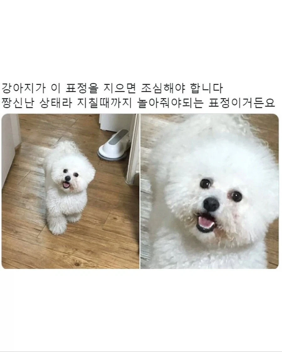 짱신난 댕댕이들_1.webp