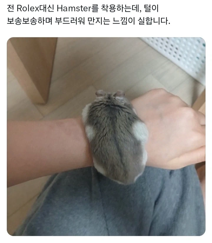 롤렉스 대신 착용할 수 있는 것.jpg_1.webp