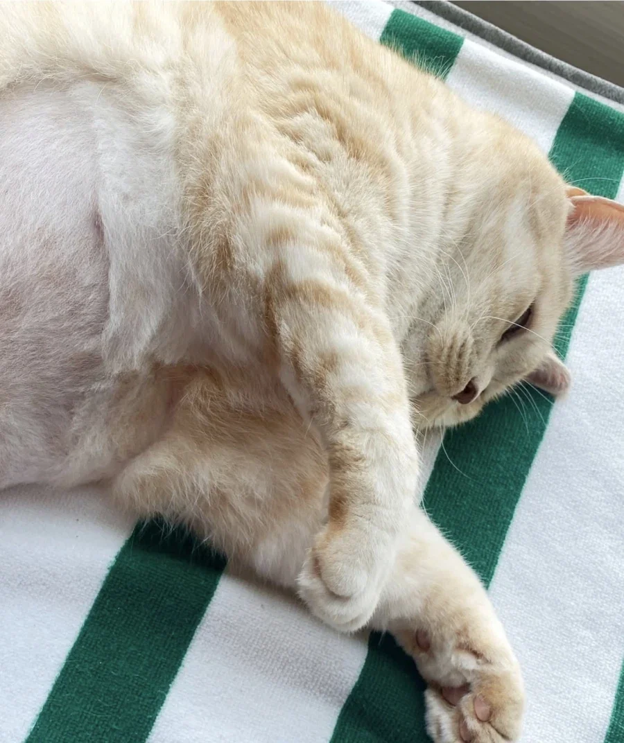 언더붑 고양이.jpg_1.webp