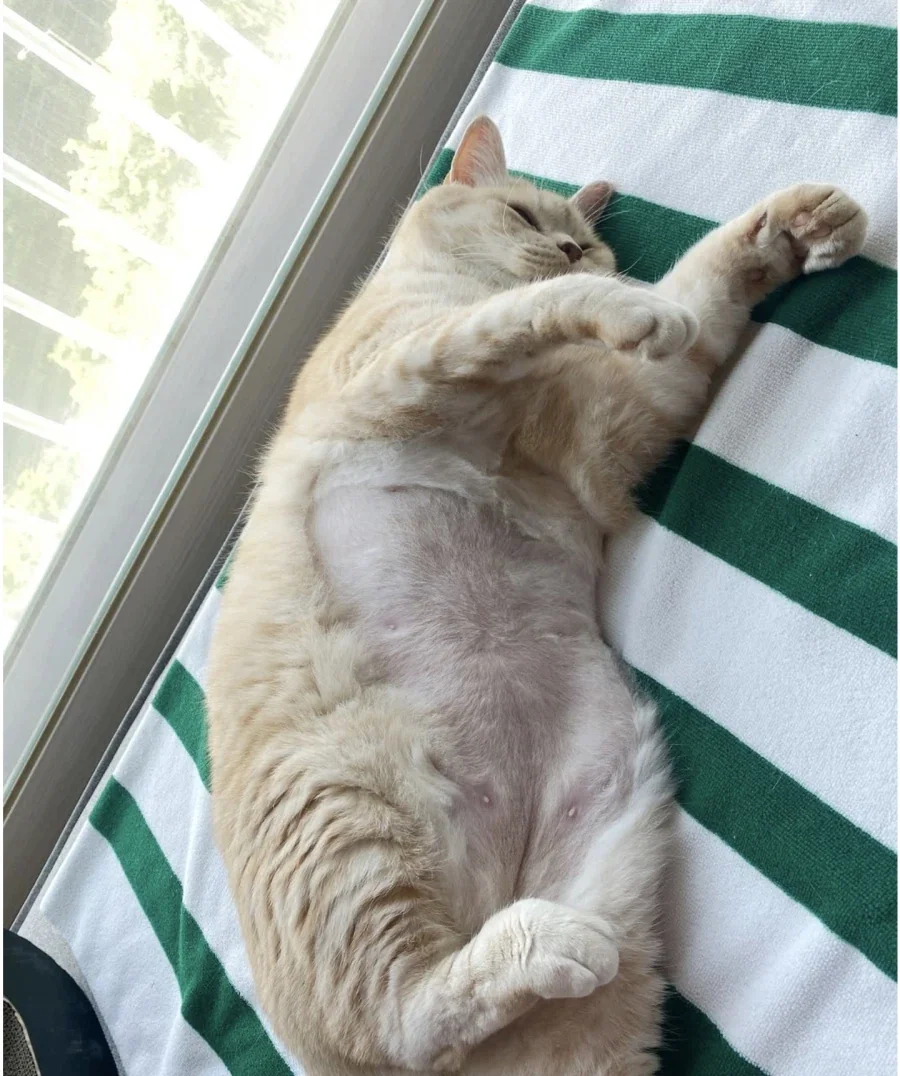 언더붑 고양이.jpg_2.webp