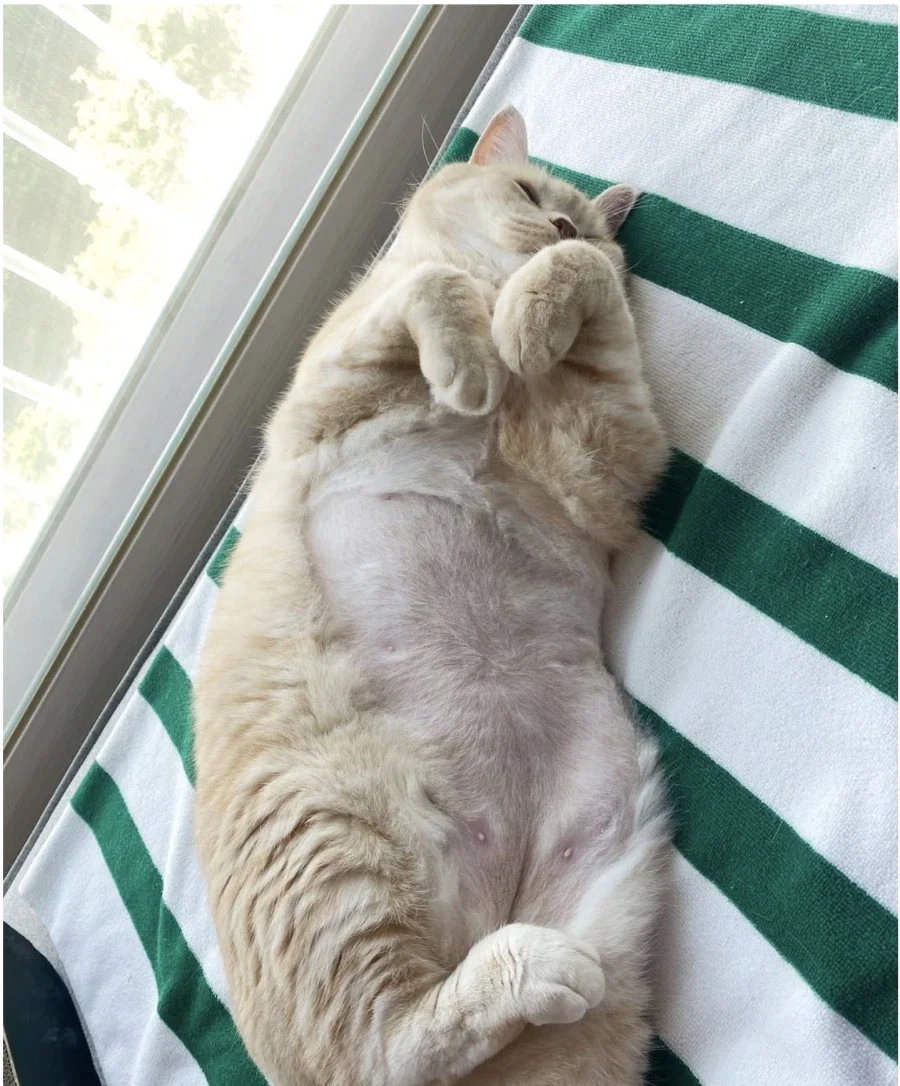 언더붑 고양이.jpg_3.webp