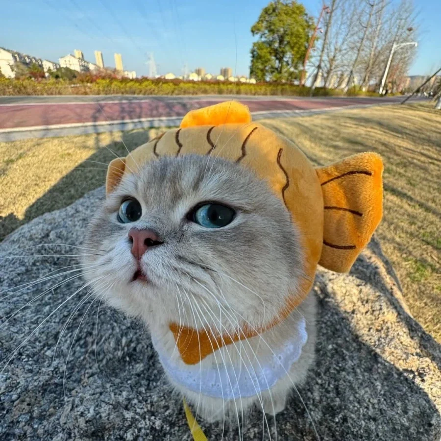 산책나온 냐옹이..._1.webp