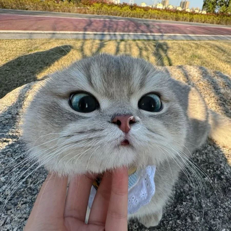 산책나온 냐옹이..._2.webp