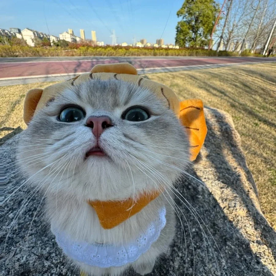 산책나온 냐옹이..._3.webp