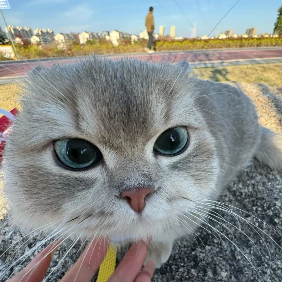 산책나온 냐옹이..._5.webp