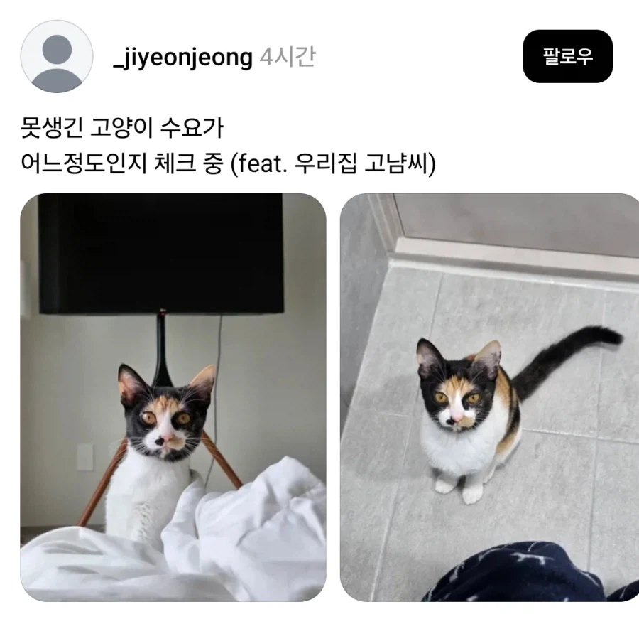 복면 쓴 고양이.jpg_1.webp