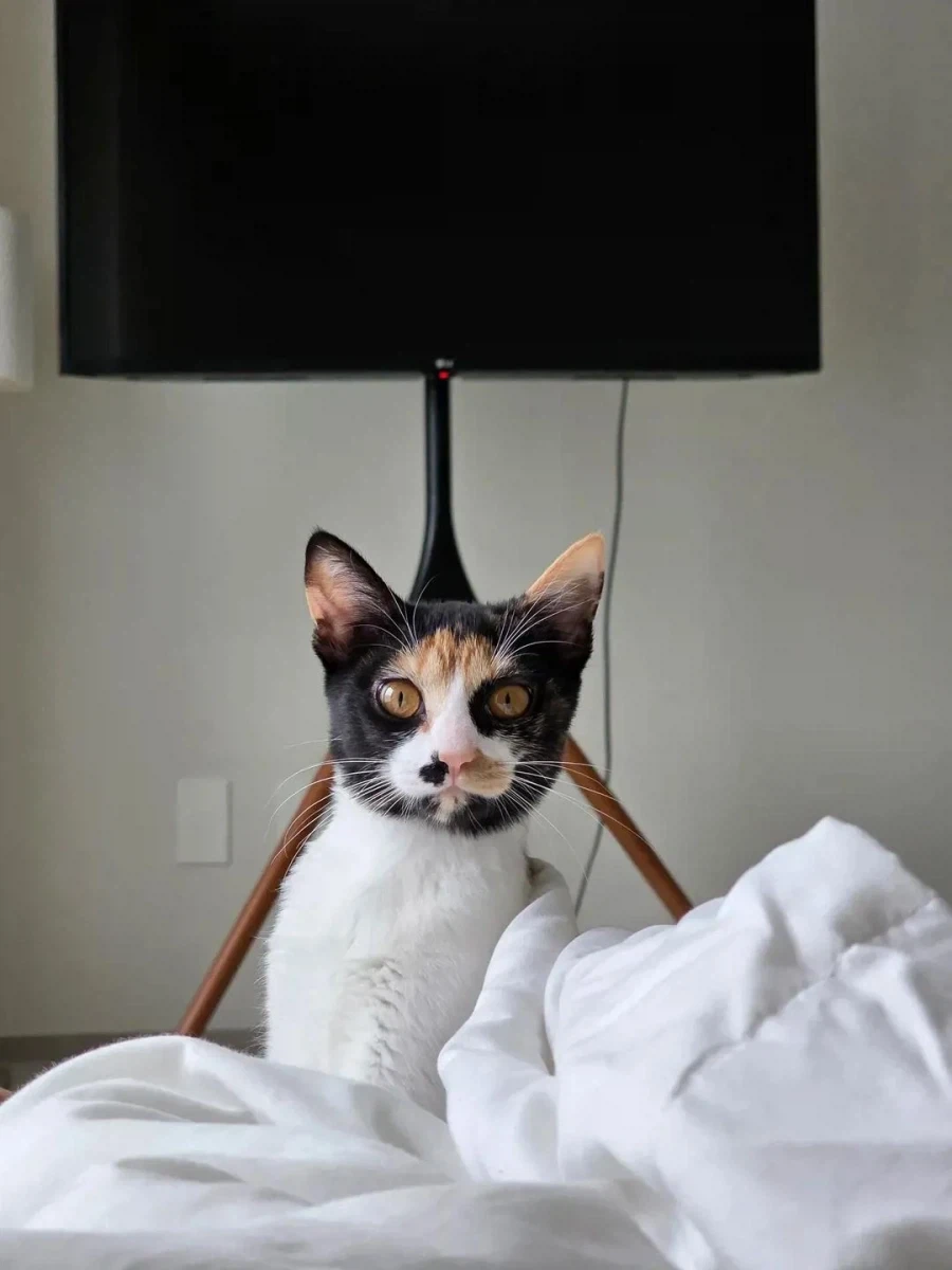 복면 쓴 고양이.jpg_2.webp