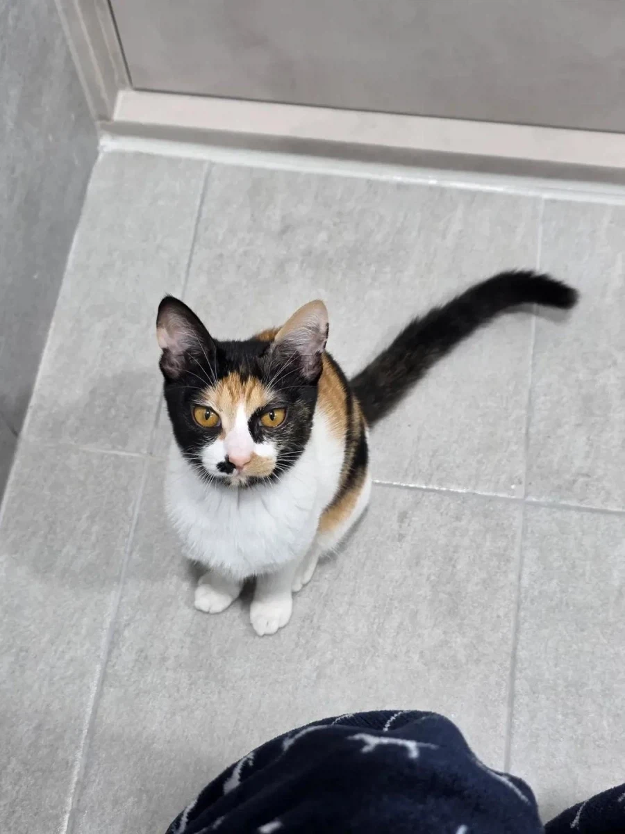 복면 쓴 고양이.jpg_3.webp