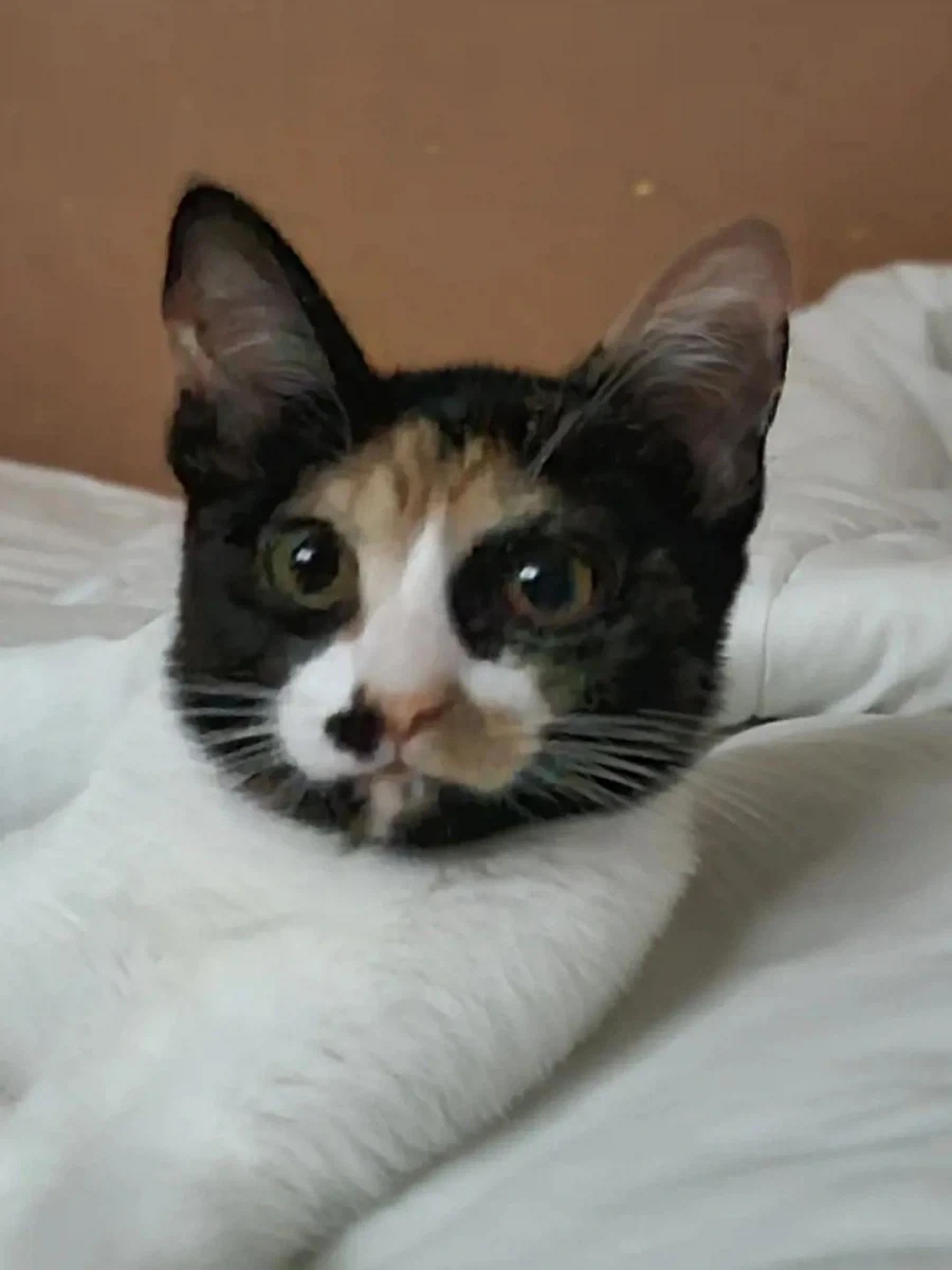 복면 쓴 고양이.jpg_4.webp