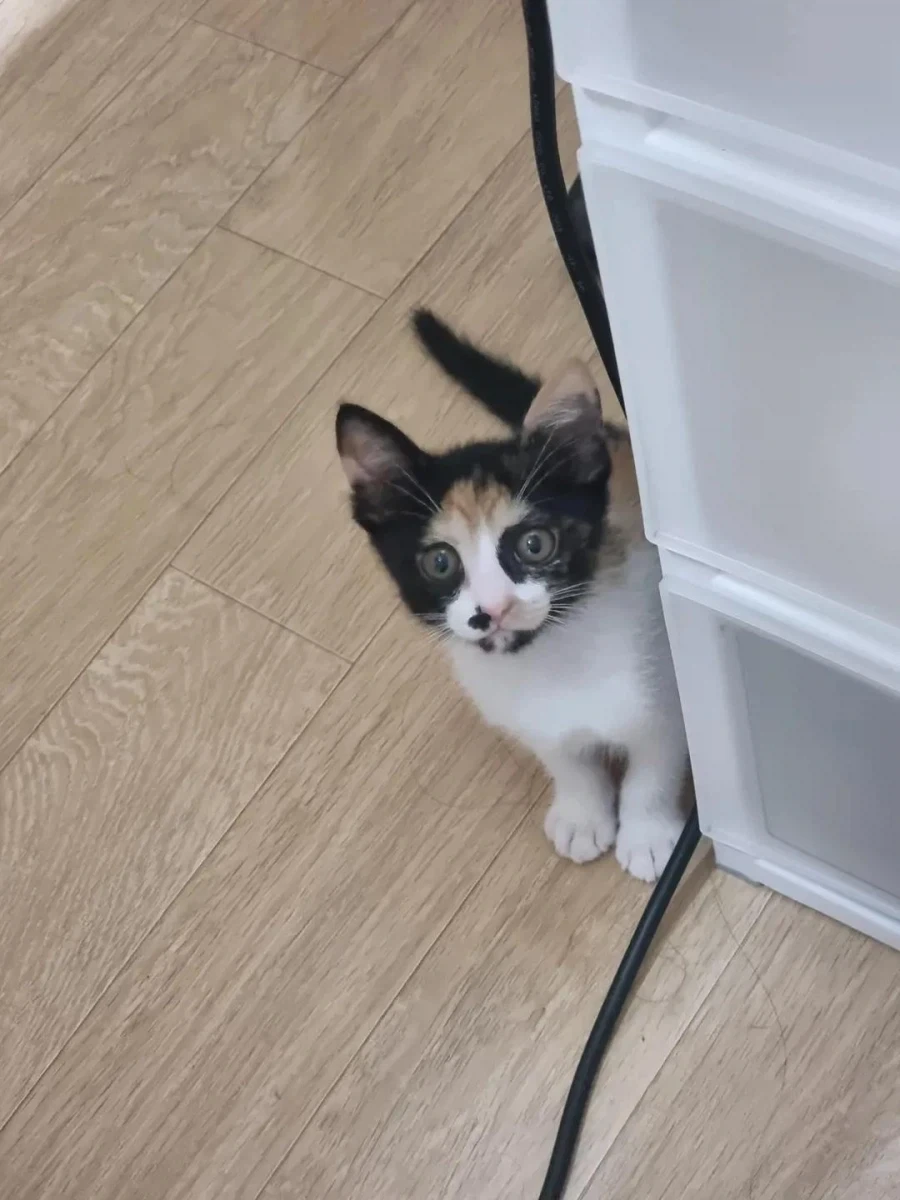 복면 쓴 고양이.jpg_5.webp