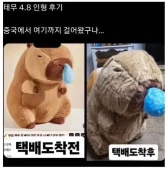 중국에서 한국까지 걸어온 인형_1.webp