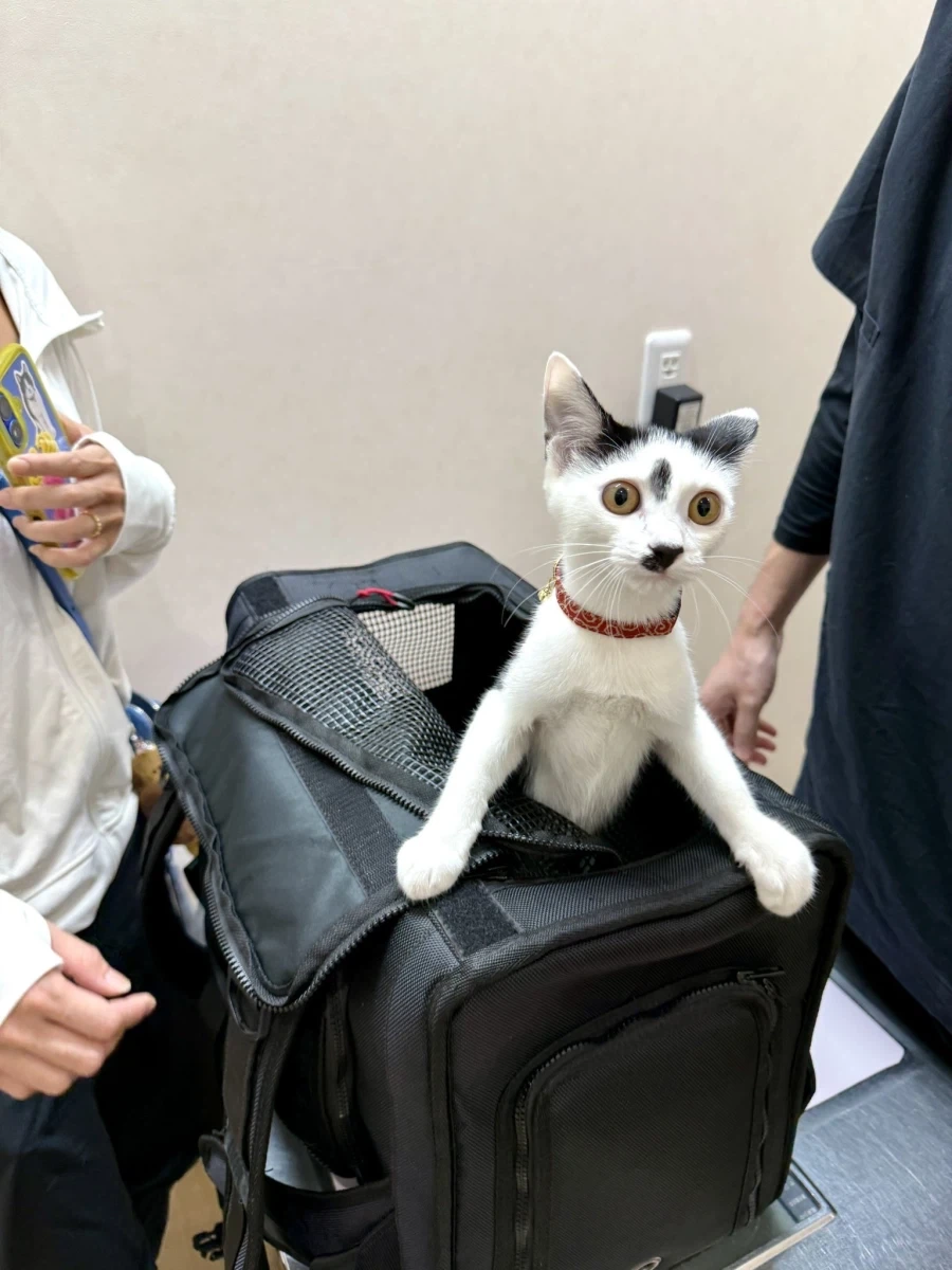 동물병원에 온 것을 알고 100점 짜리 표정을 보여주는 떼걸룩_1.webp