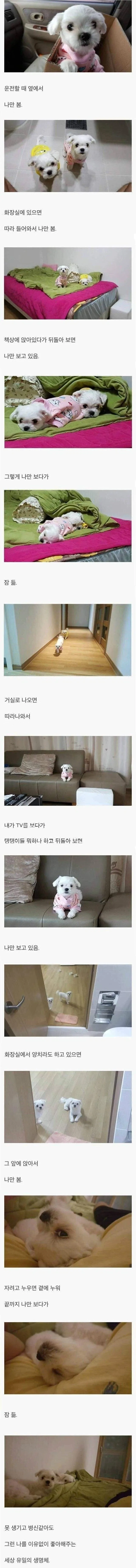 강아지 키우는 이유_1.webp