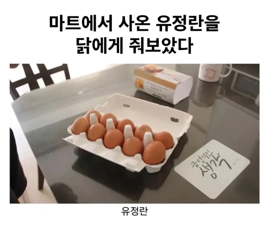 유정란을 들입다 많이 사와버린 사람의 최후_1.webp