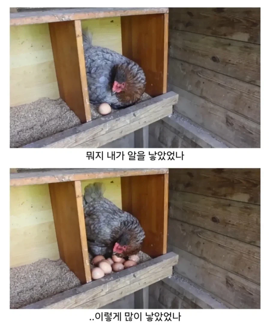 유정란을 들입다 많이 사와버린 사람의 최후_2.webp
