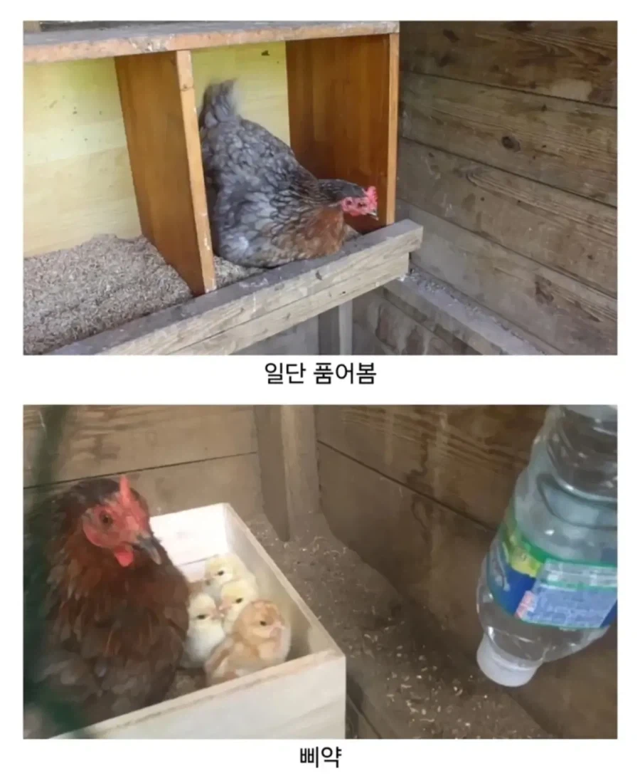 유정란을 들입다 많이 사와버린 사람의 최후_3.webp