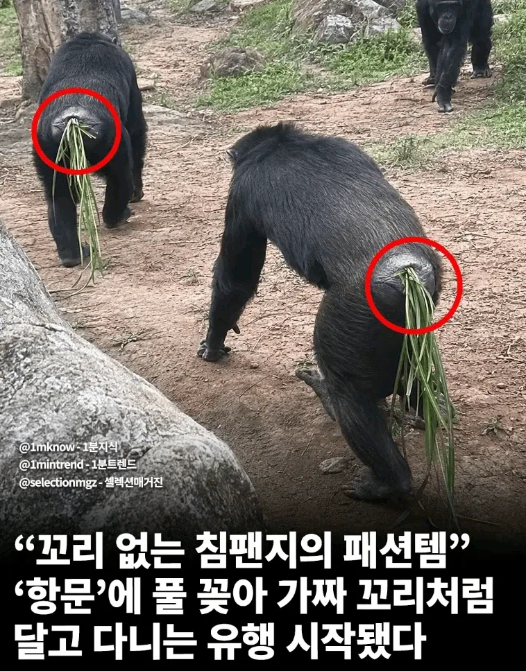 침팬지들의 유행_1.webp
