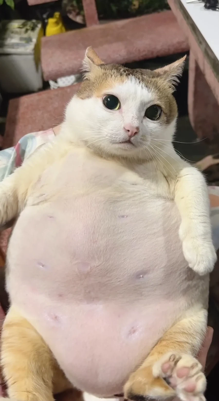 돼지.jpg_1.webp