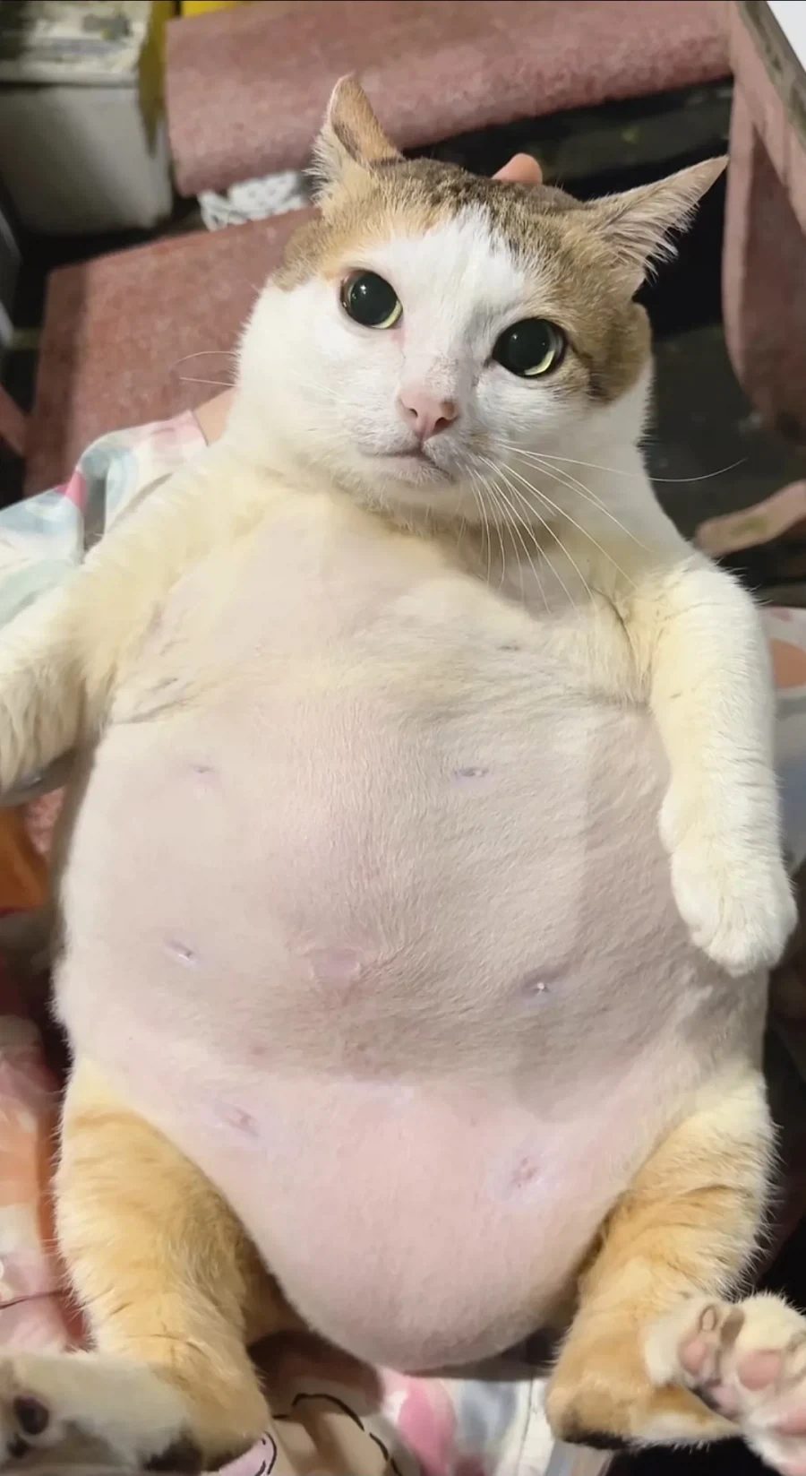 돼지.jpg_2.webp