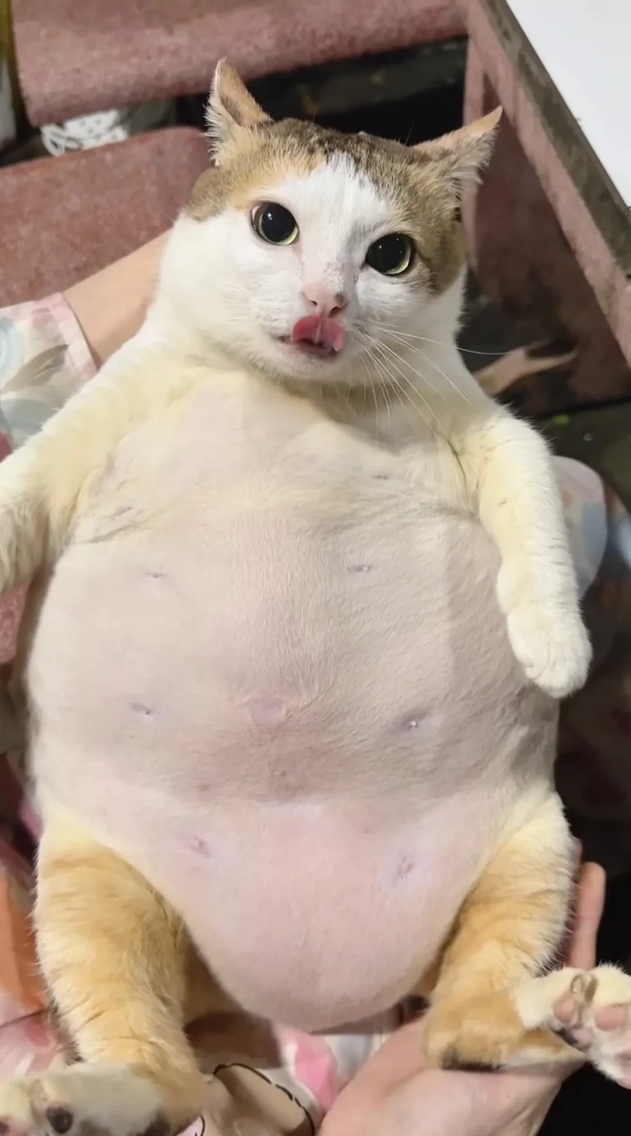 돼지.jpg_3.webp