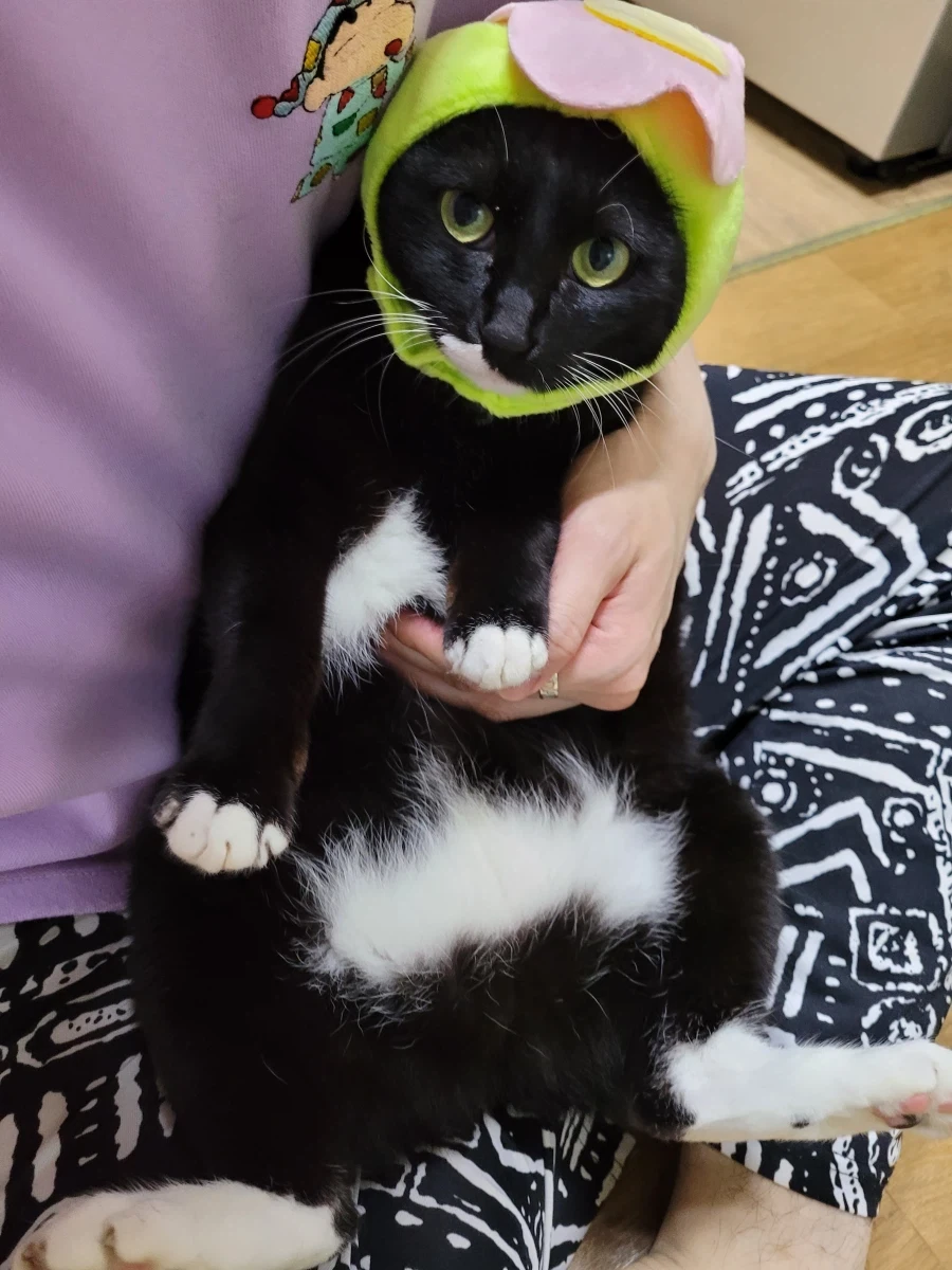 야옹글) 동물확대..._7.webp