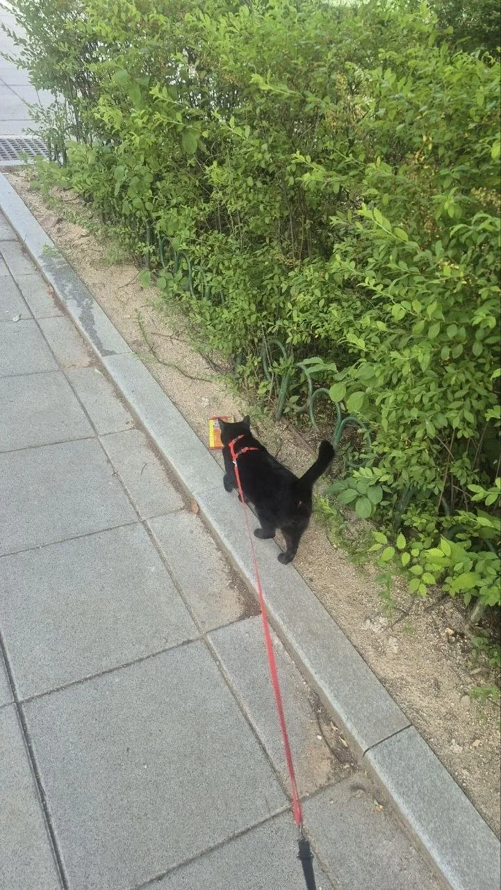 인기없는 검은 고양이 (산책)_2.webp