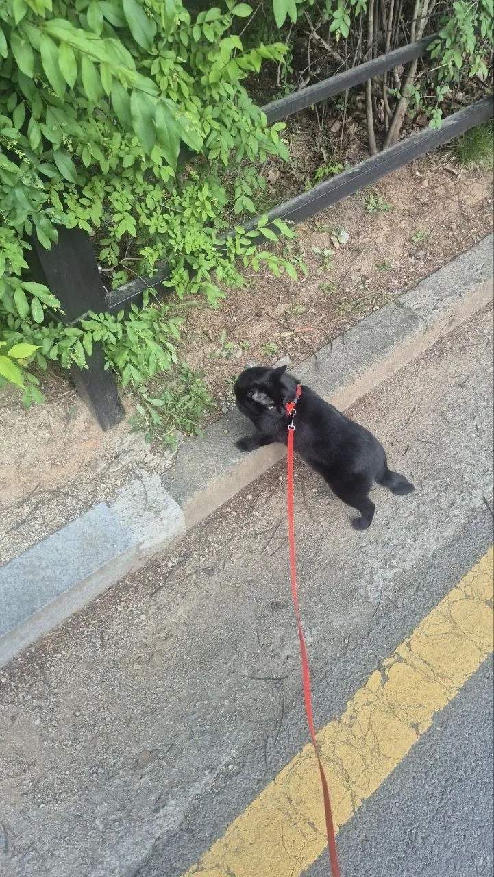 인기없는 검은 고양이 (산책)_4.webp