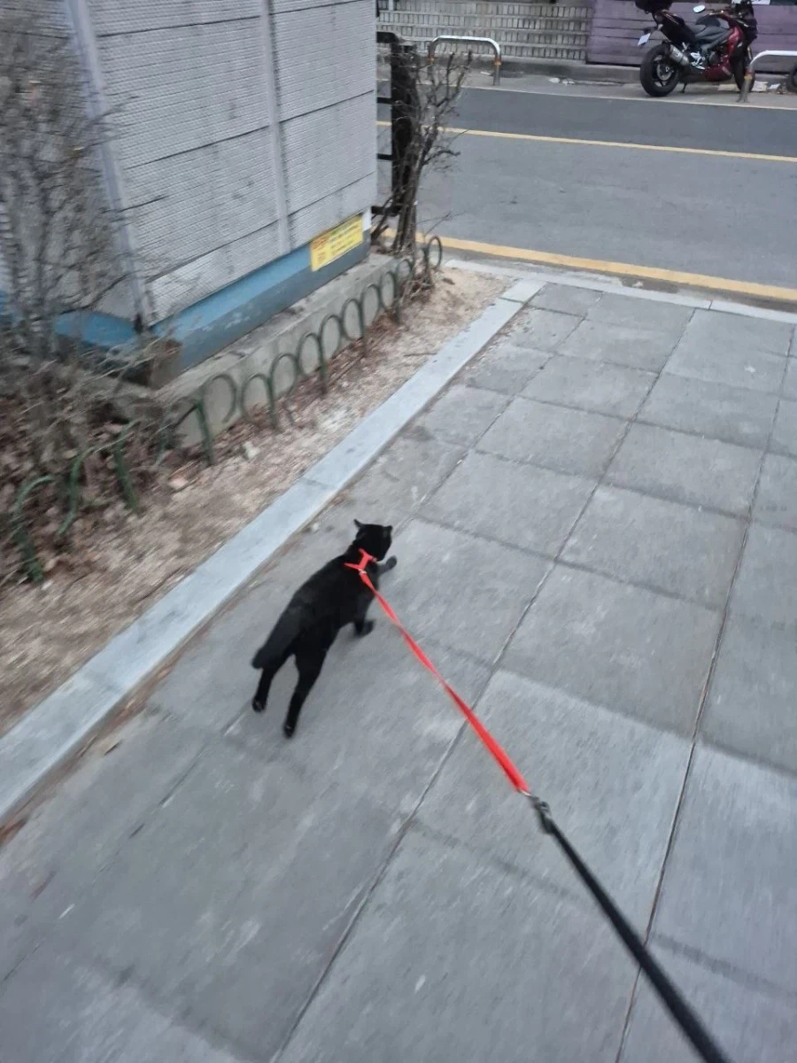 인기없는 검은 고양이 (산책)_8.webp