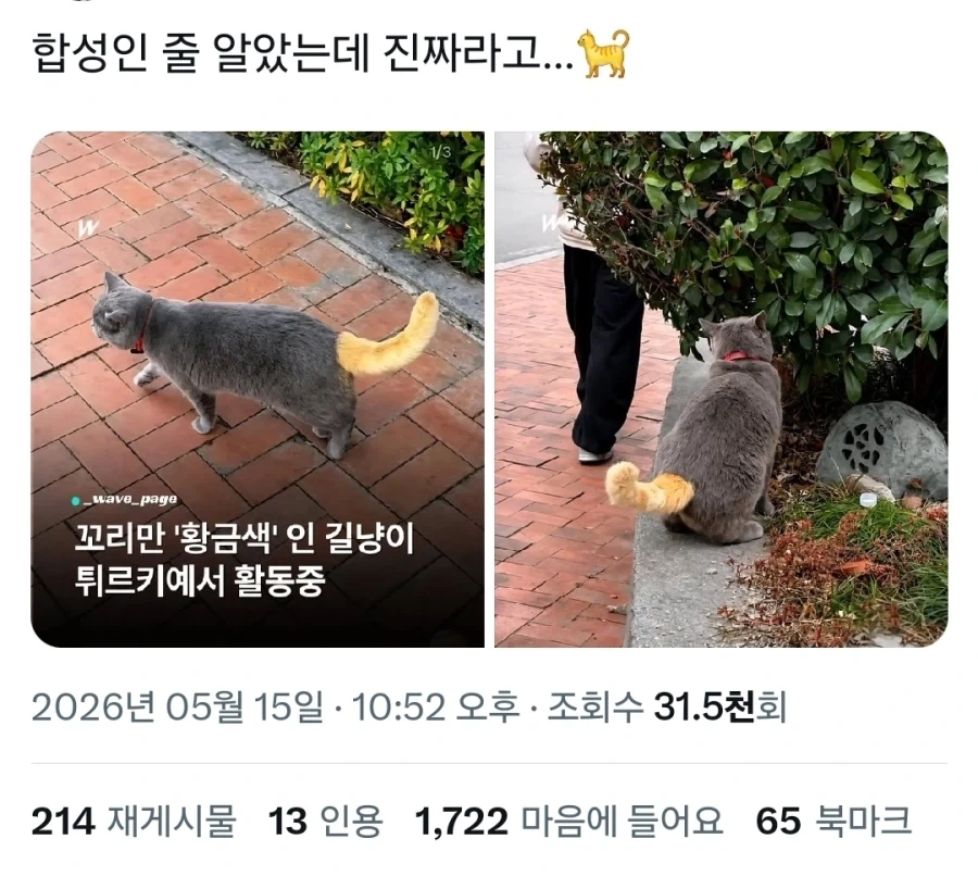 그래픽 버그난 고양이.x_1.webp