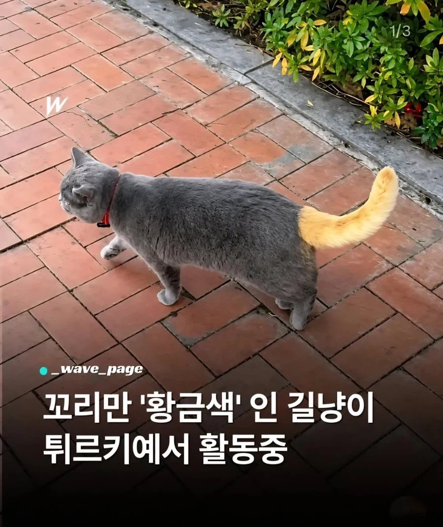 그래픽 버그난 고양이.x_2.webp