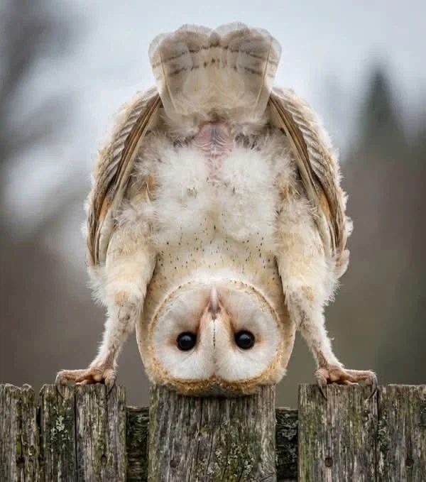 19) 어딜 보는 거냐?.jpg_1.webp