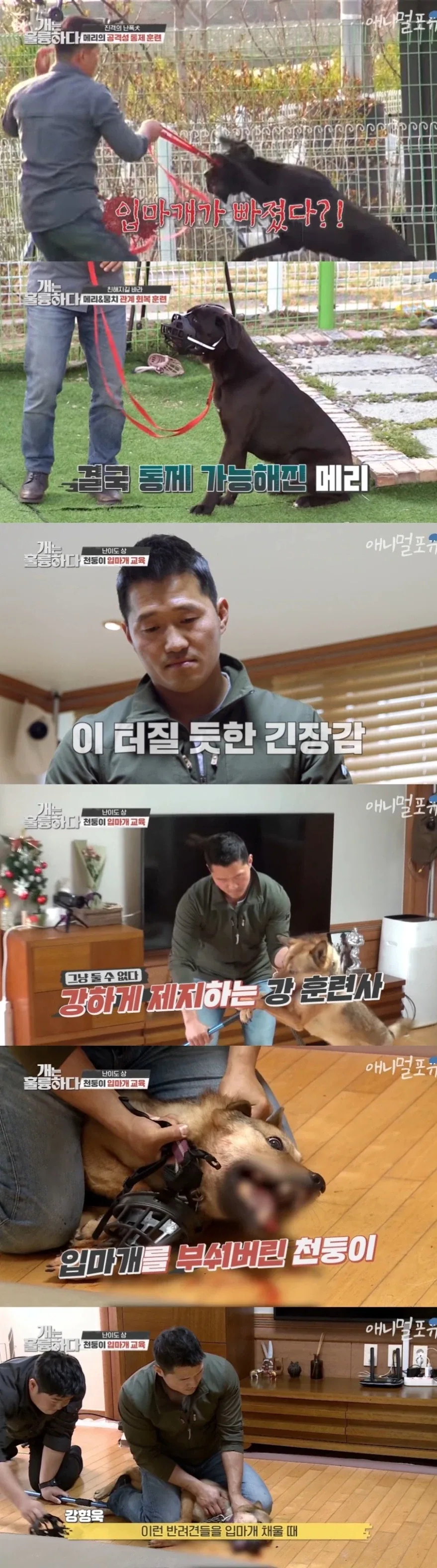 폭력견 전문가가 되어버린 강형욱.jpg_1.webp