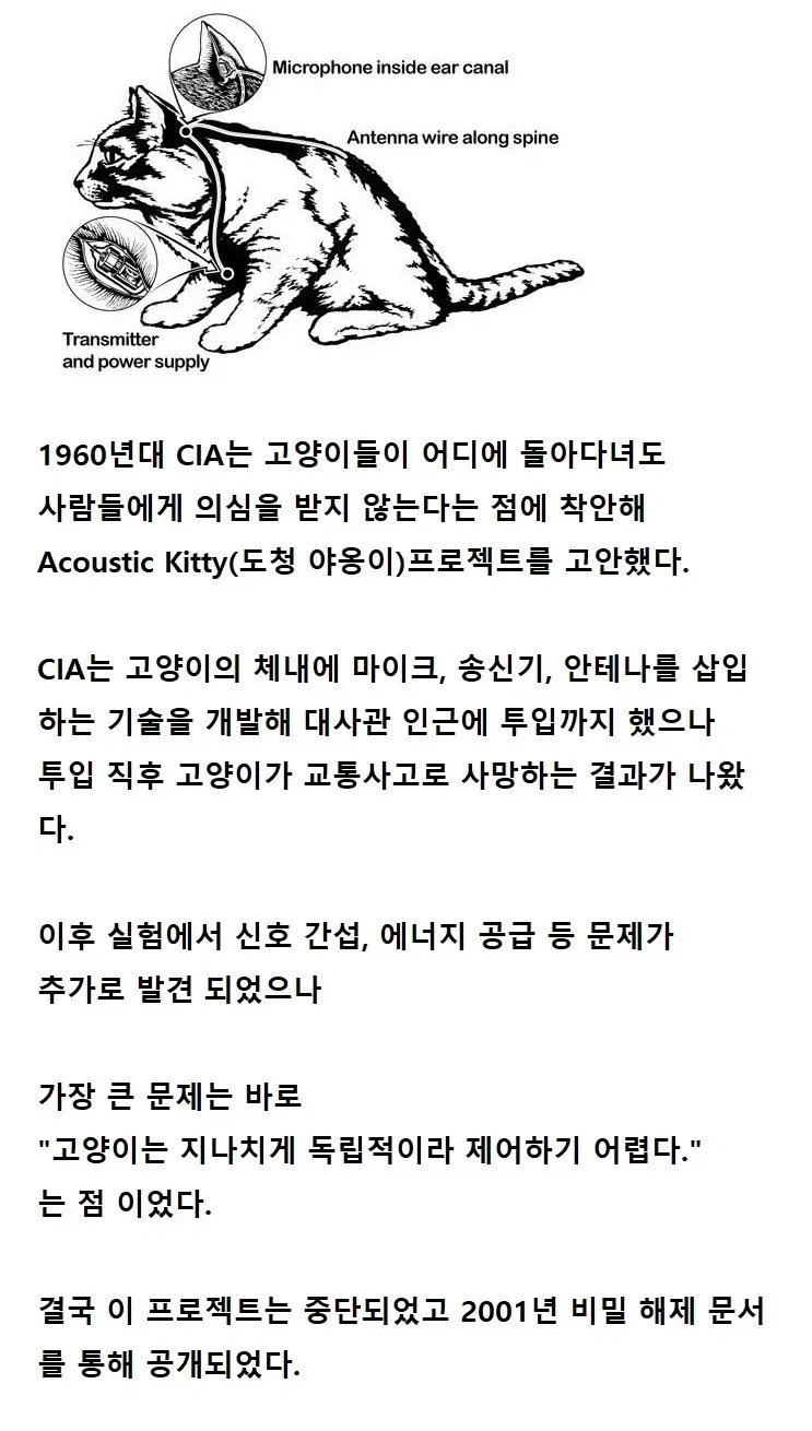 고양이 몸 속에 도청기를 넣은 CIA_1.webp