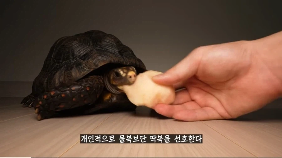 물복 딱복 취향 바꾸는 법_1.webp
