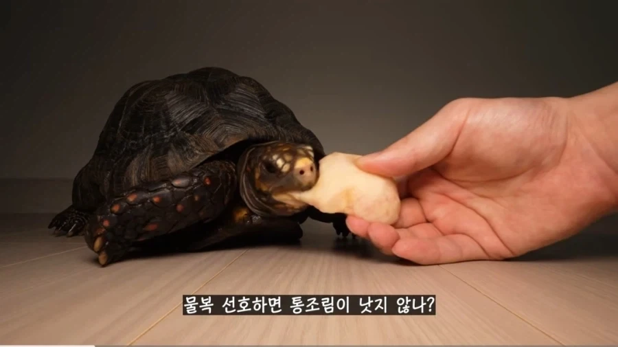물복 딱복 취향 바꾸는 법_2.webp