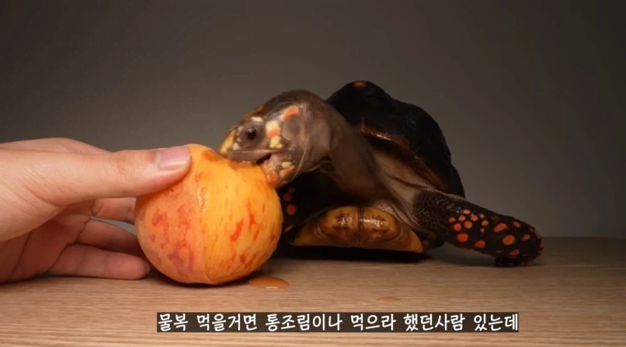물복 딱복 취향 바꾸는 법_11.webp