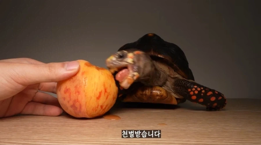 물복 딱복 취향 바꾸는 법_12.webp