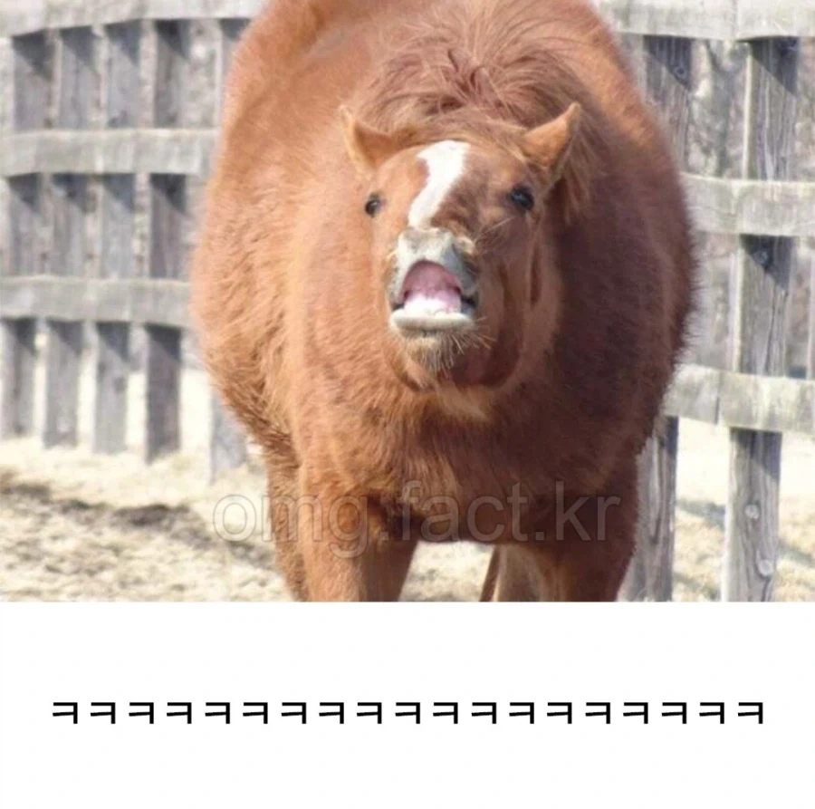 말의 앞모습을 잘 안 그리는 이유_3.webp