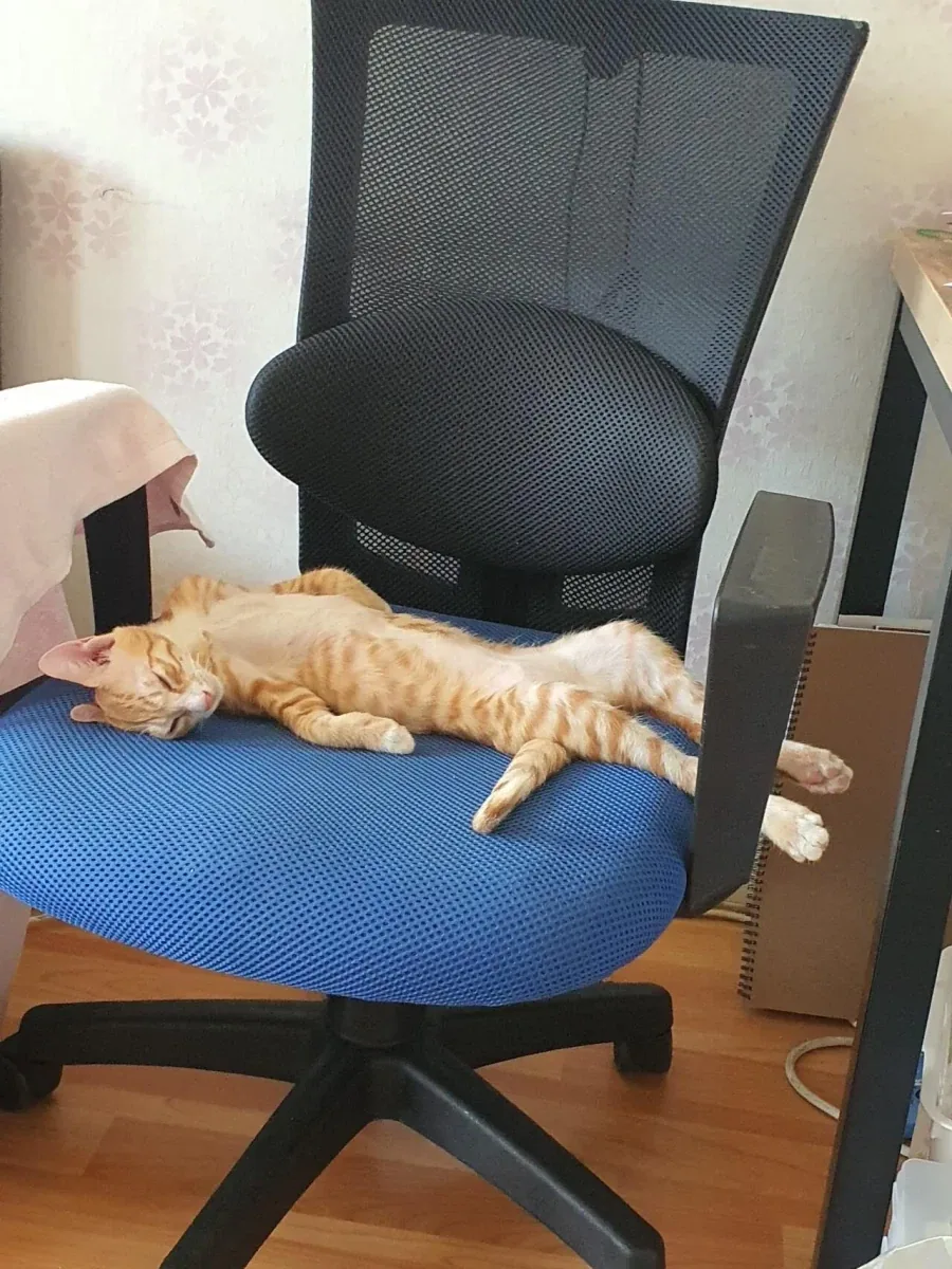 자느라 정신못차리는 고양이_1.webp