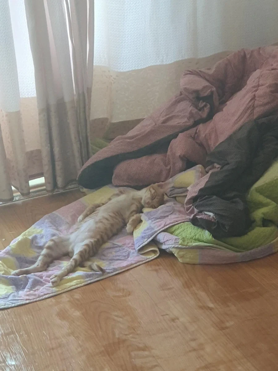자느라 정신못차리는 고양이_2.webp
