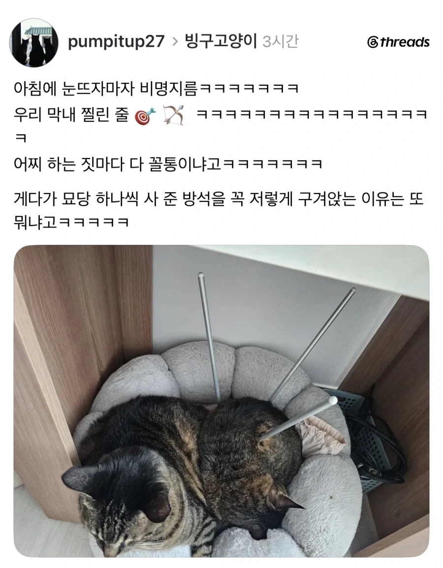 자다깨서 고양이 보고 비명지름.jpg_1.webp